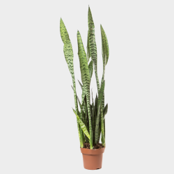 Sansevieria / Langue de belle-mère 70 cm