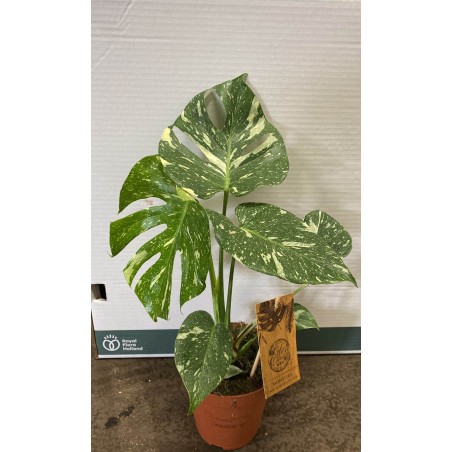Monstera Thai Constellation 50-60 cm Monstera Thai Constellation 50-60 cm