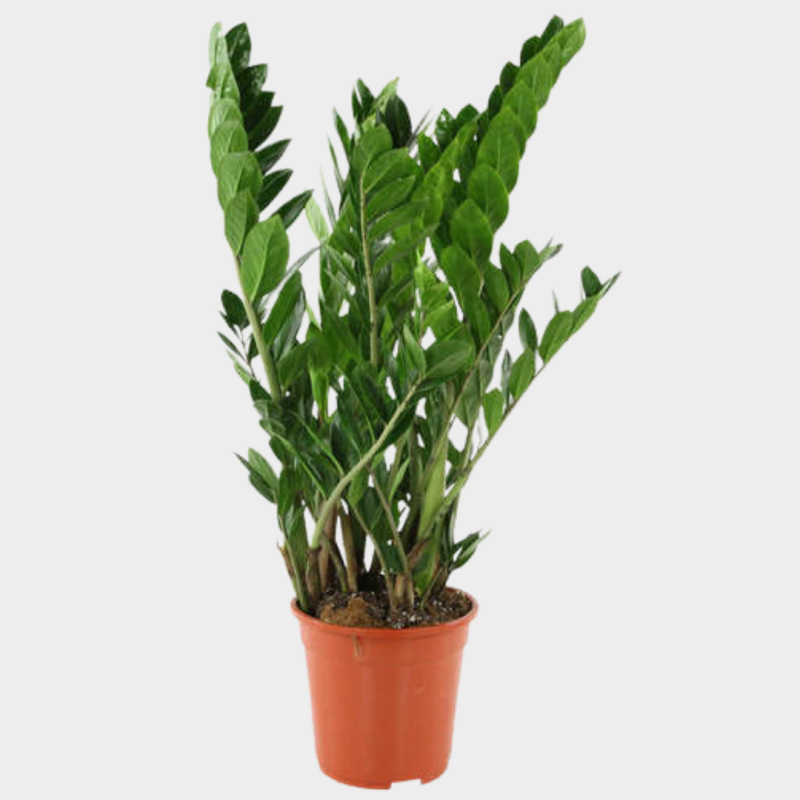 Zamioculcas 50 - 60 cm