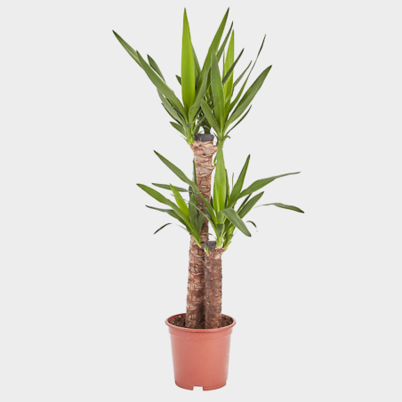 Yucca Elephantipes 80 - 90 cm