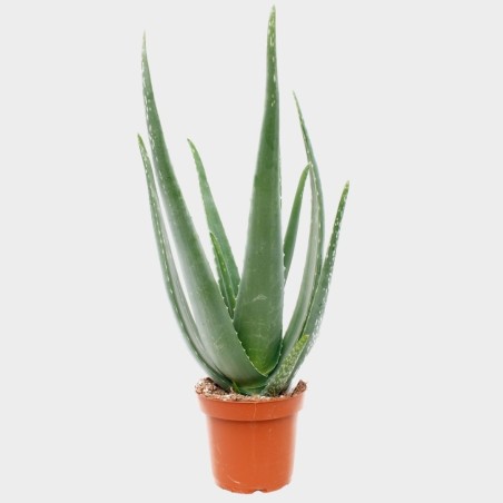 Aloe Vera 30-40cm