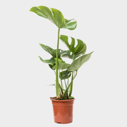 Monstera Deliciosa 50 - 60 cm