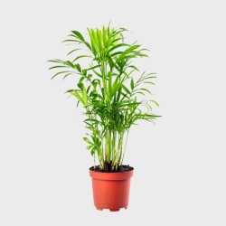 Chamaedorea Elegans / Palmier de montagne 40 - 50 cm