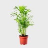 Chamaedorea Elegans / Palmier de montagne 40 - 50 cm