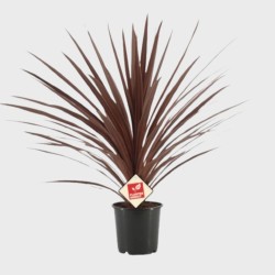 Cordyline Australis Red Star 65 - 75 cm