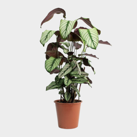 Calathéa Whitestar 50-60 cm Calathéa Whitestar 50-60 cm
