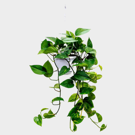 Pothos 40 cm pot suspendu Pothos 40 cm pot suspendu
