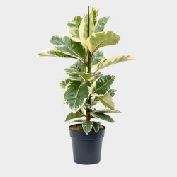 Ficus Elastica Tineke 100 - 120 cm