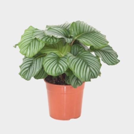 Calathea Orbifolia 40 - 50 cm Calathea Orbifolia 40 - 50 cm