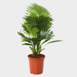 Livistona Rotundifolia 70 cm
