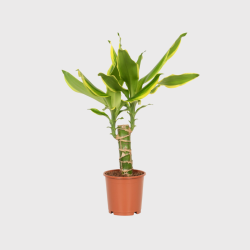 Dracaena Yellow Coast 30 - 40cm