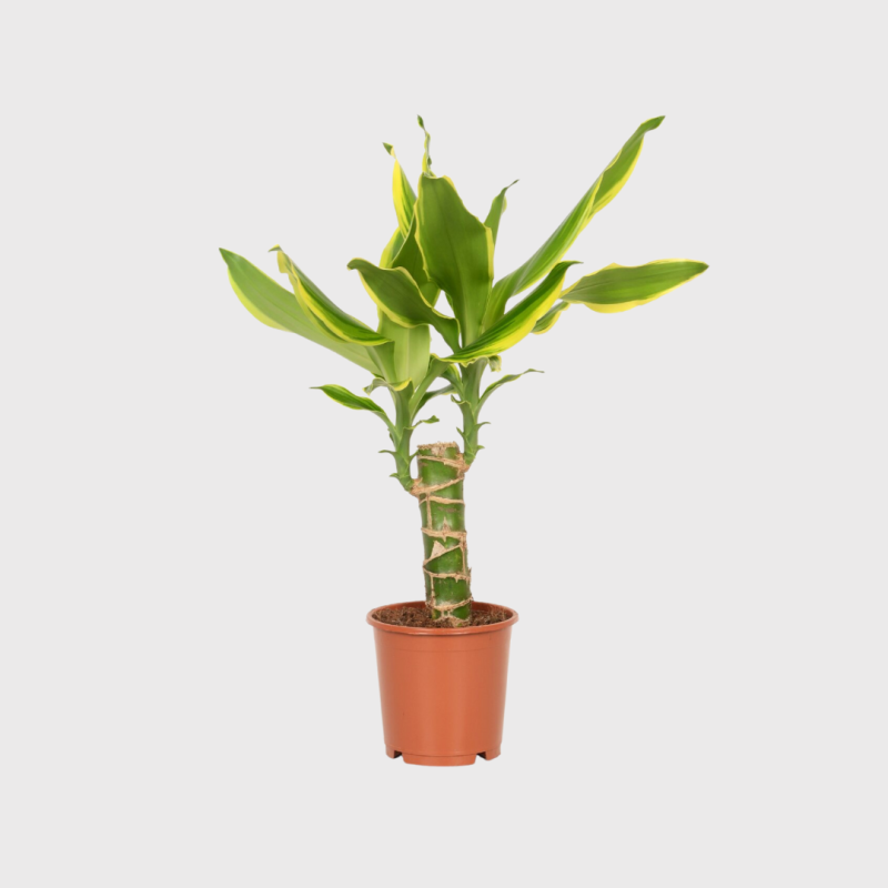 Dracaena Yellow Coast 30 - 40cm