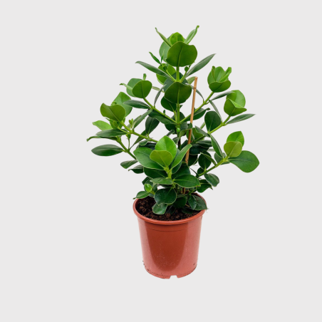 Clusia rosea princess Clusia rosea princess