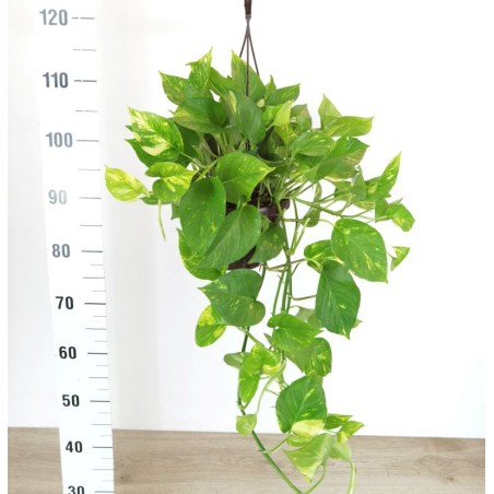 Pothos 40 cm pot suspendu Pothos 40 cm pot suspendu