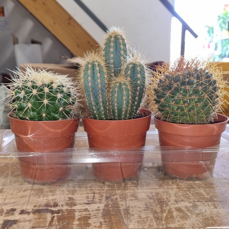 Pack cactus