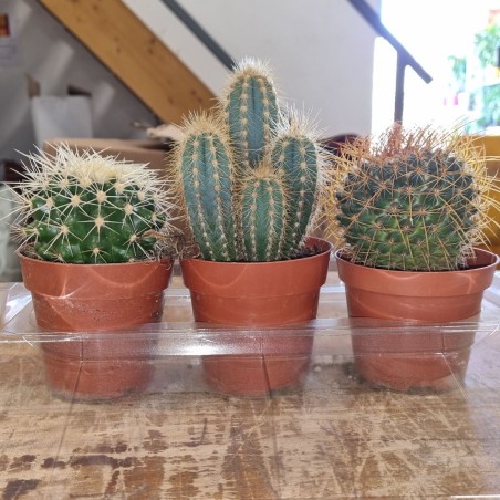 Pack cactus Pack cactus