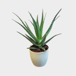 Aloe Arborescens 30 cm