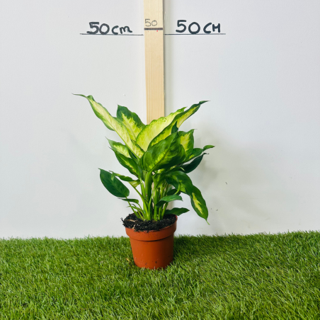 Dieffenbachia 25 - 35 cm