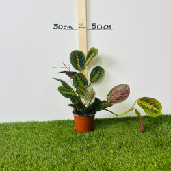 maranta fascinator 20-30 cm
