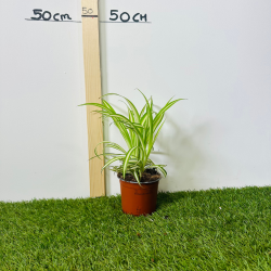 Chlorophytum 20 - 30 cm