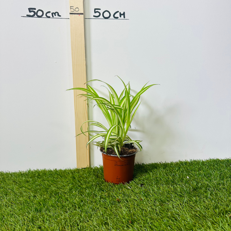 Chlorophytum 20 - 30 cm