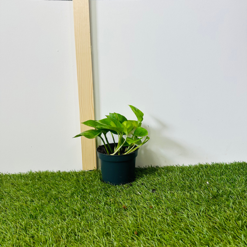 Epipremnum Aureum 15 cm