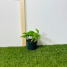 Epipremnum Aureum 15 cm