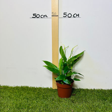 Spathiphyllum / Fleur de lune 30 - 35 cm