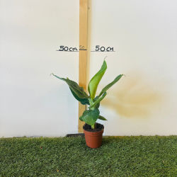 Bananier Musa 30-40 cm