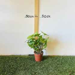 Syngonium Arrow 20-30cm