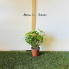 Syngonium Arrow 20-30cm