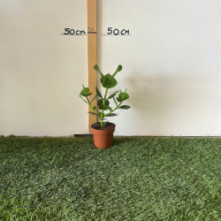 Clusia 30-40cm