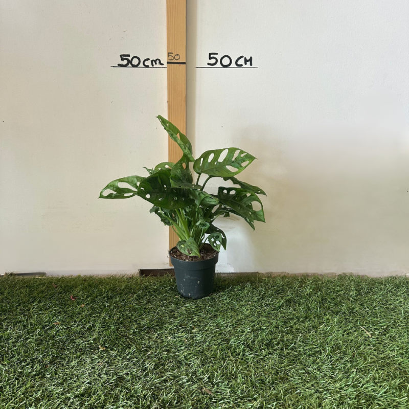 Monstera Obliqua 30-40cm