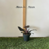 Philodendron black 20-30cm