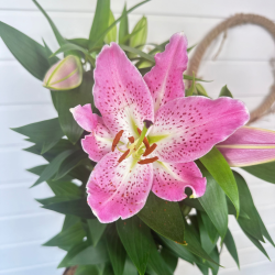 Lys 60-80 cm