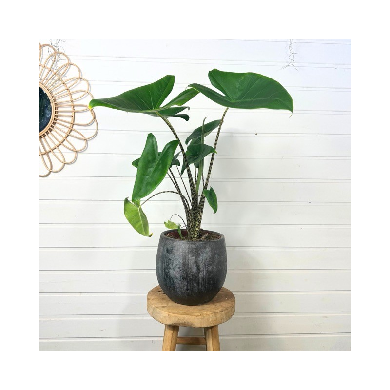 Alocasia Zebrina 80 - 90 cm