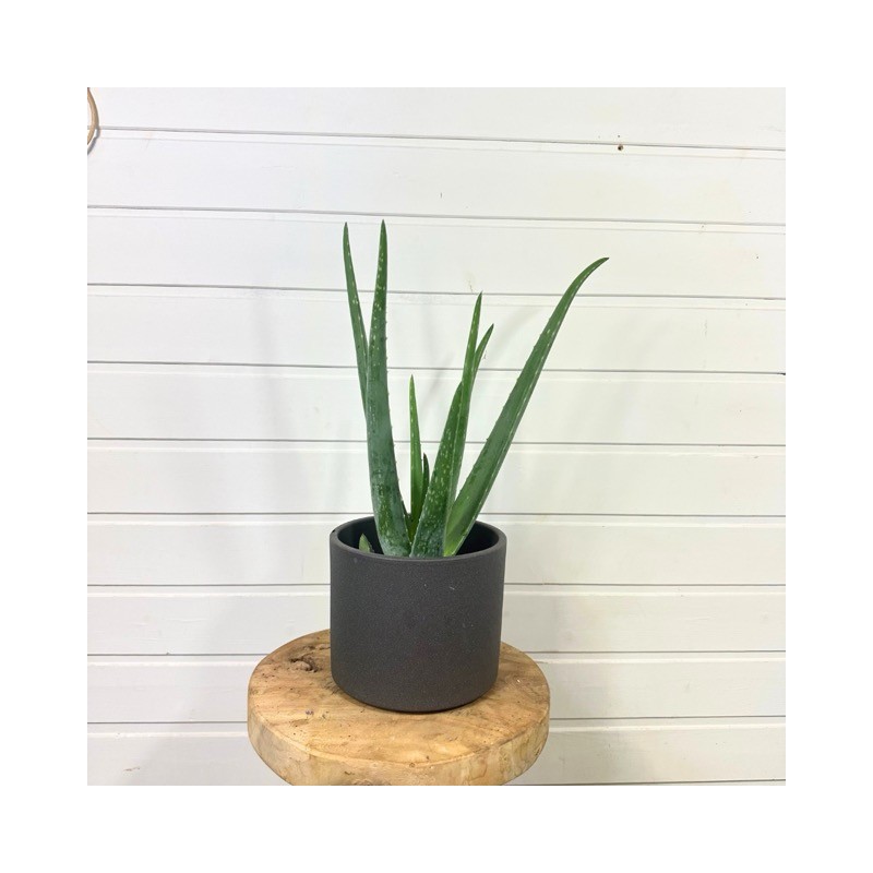 Aloe Vera 30 - 40 cm