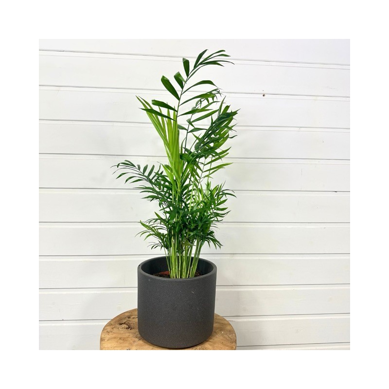 Chamaedorea Elegans (Palmier de montagne) de 30-40 cm,