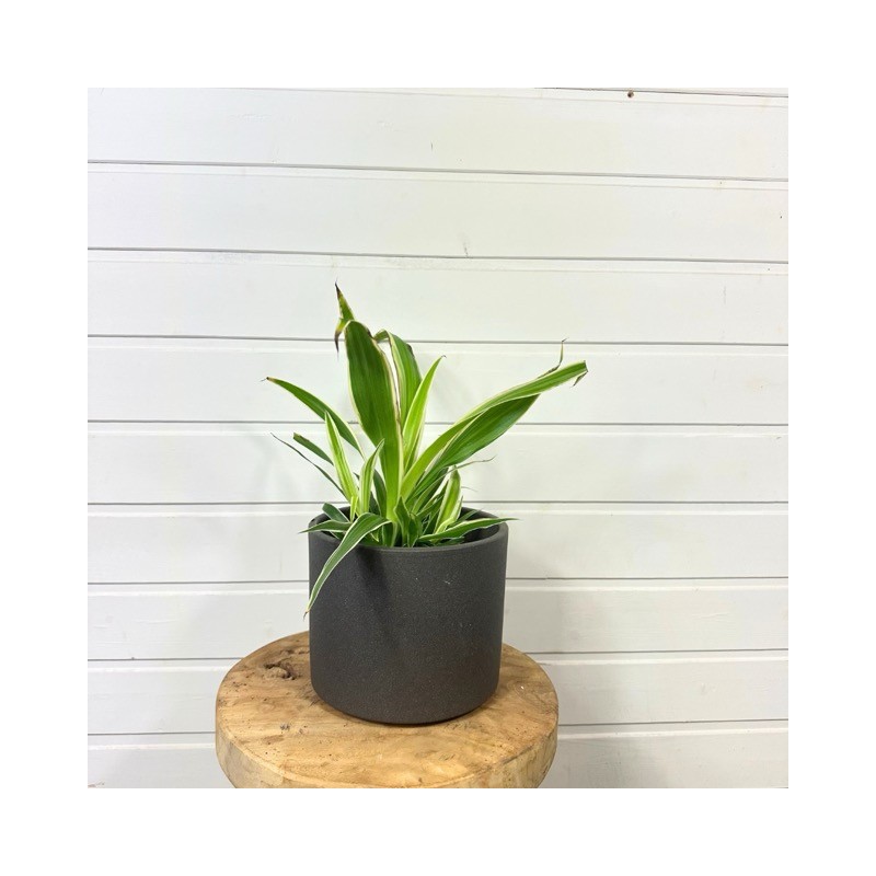 Chlorophytum 20 - 30 cm