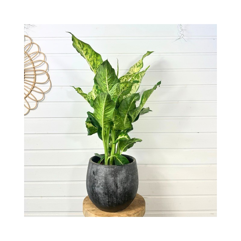 Dieffenbachia 60 - 70 cm