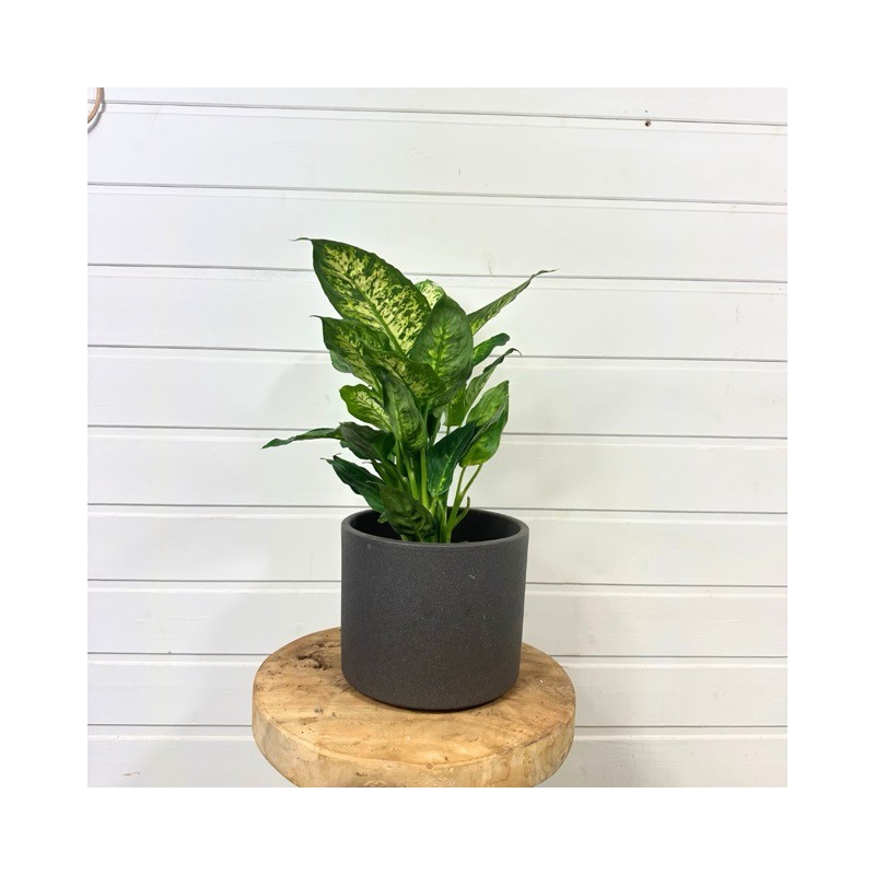 Dieffenbachia 25 - 35 cm