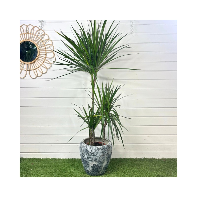 Dracaena Marginata 110 - 120 cm
