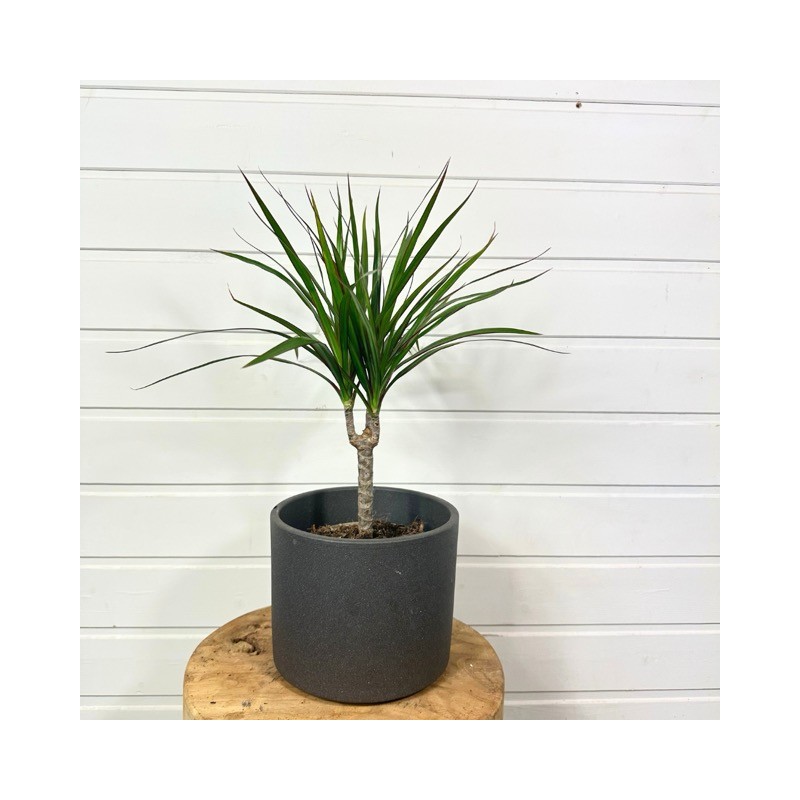 Dracaena Marginata de 40-50 cm