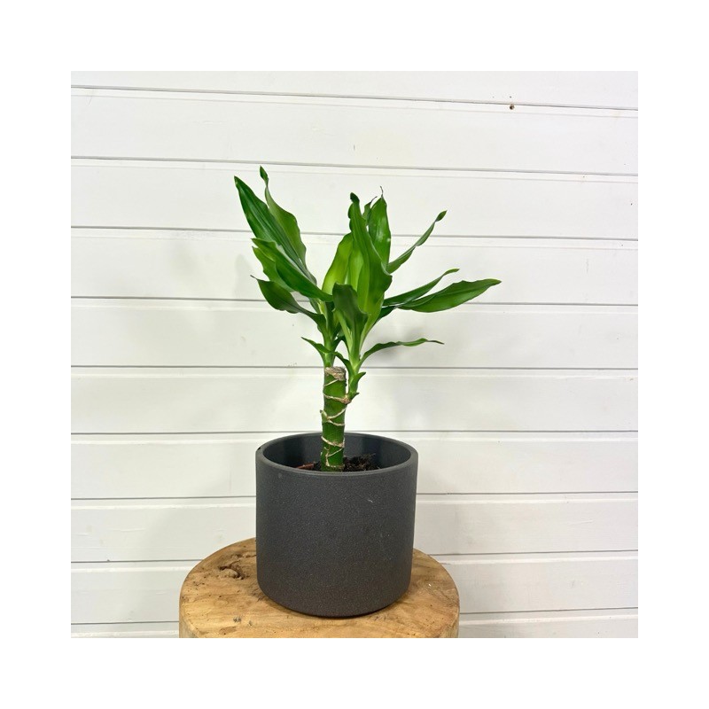 Dracaena Yellow Coast 30 - 40cm