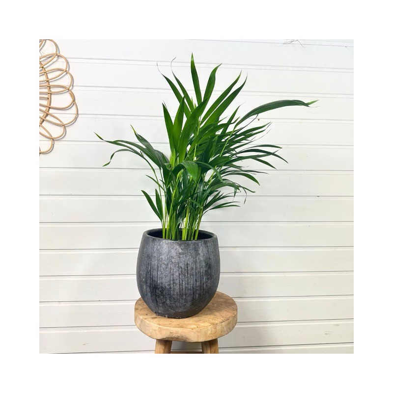 Dypsis Lutescens 70 cm