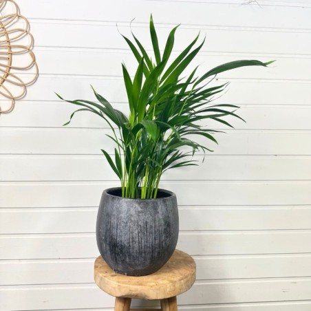 Dypsis Lutescens 70 cm Dypsis Lutescens 70 cm