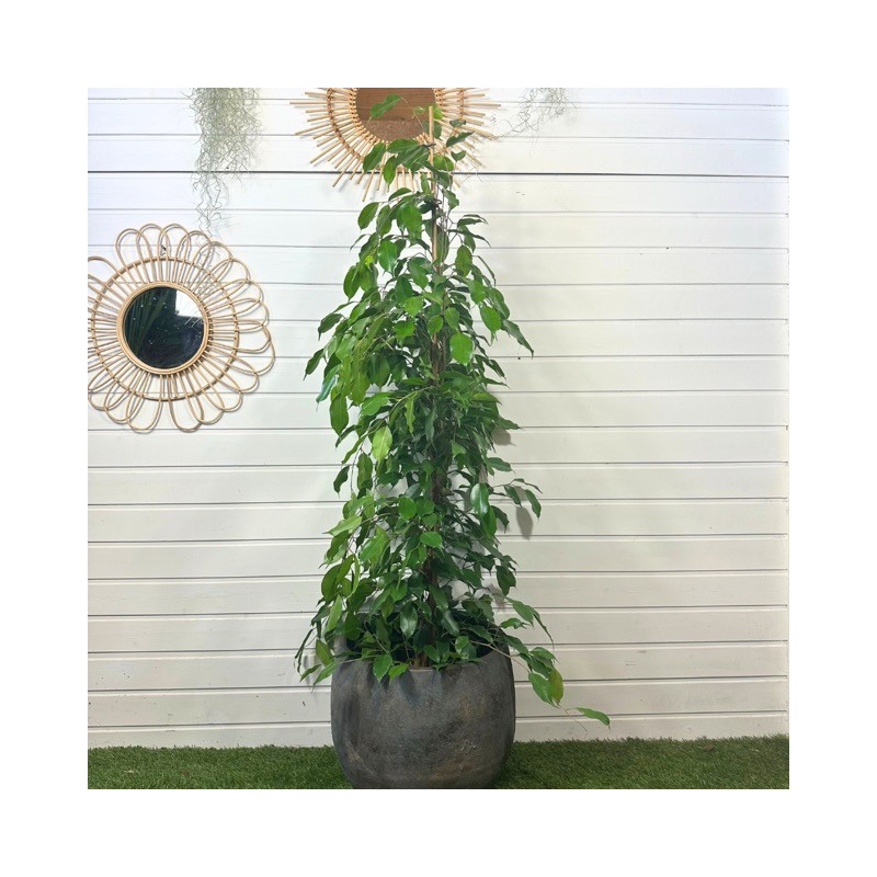 Ficus Benjamina 130 cm