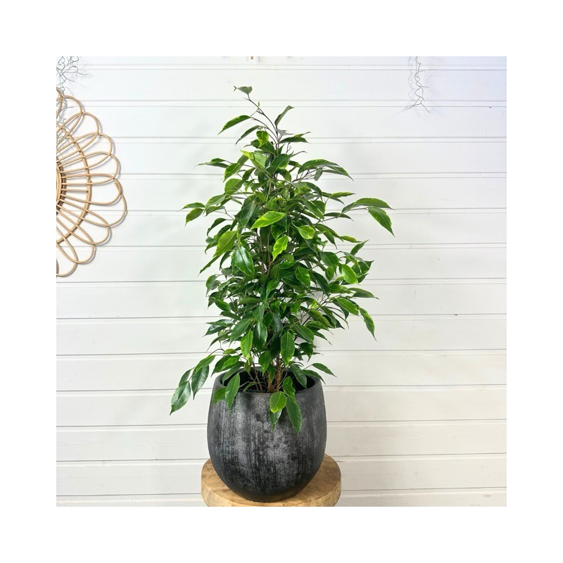 Ficus Benjamina 70 - 80 cm