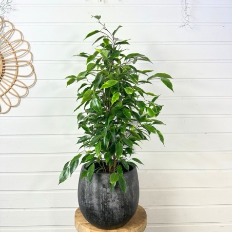 Ficus Benjamina 70 - 80 cm Ficus Benjamina 70 - 80 cm