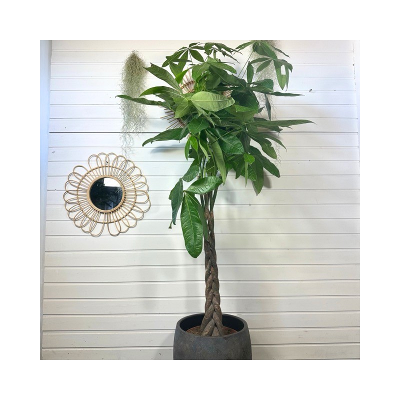 Pachira Aquatica 140-160 cm